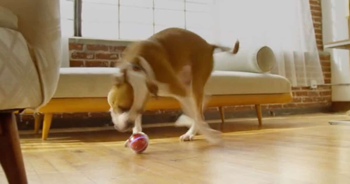 smart ball for dogs