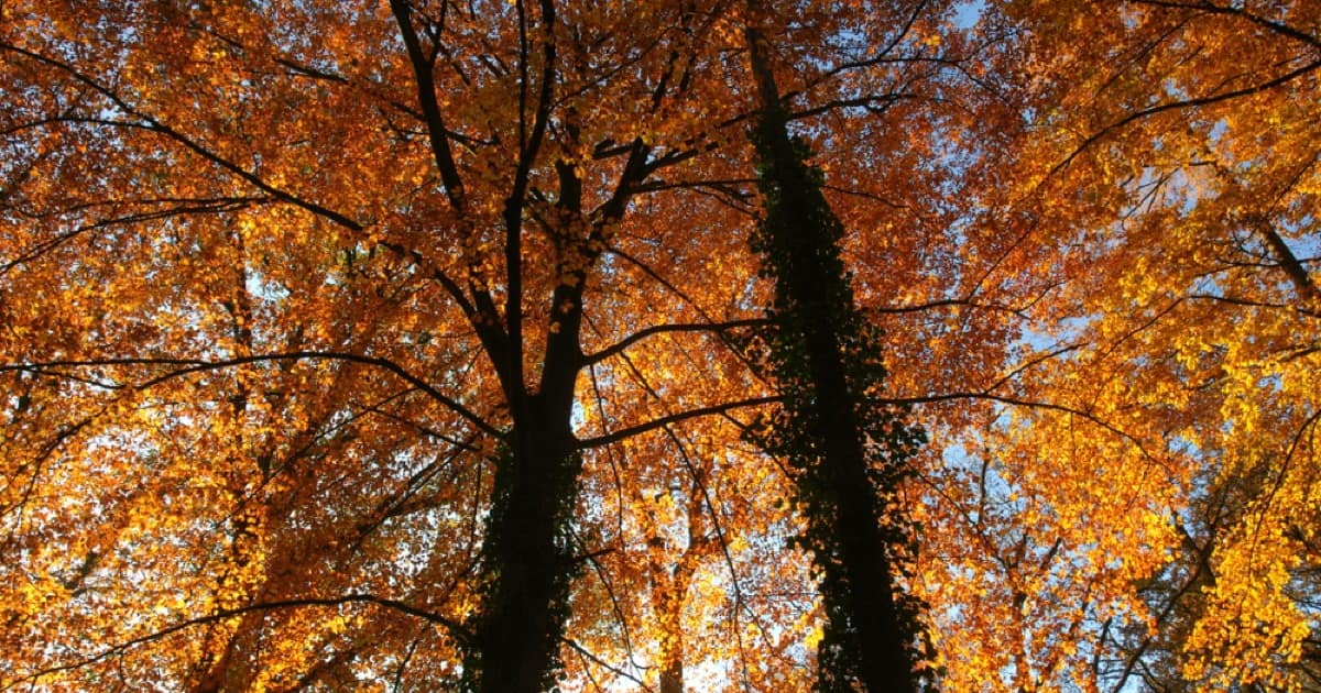 Leaves turning color